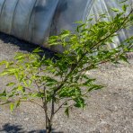 Buk lesný (Fagus sylvatica) ´MERCEDES´ - výška 100-130 cm, kont. C3L  